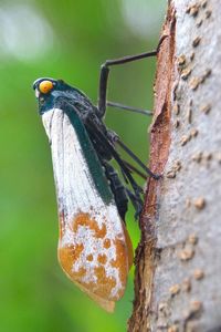 Close-up of bird perching on tree