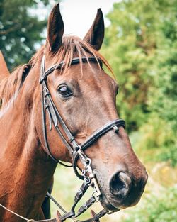 Close-up of horse on field