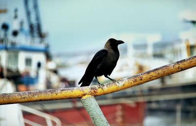 Close-up of bird perching on branch against sky