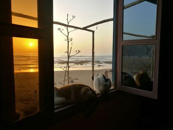 Cat looking through window