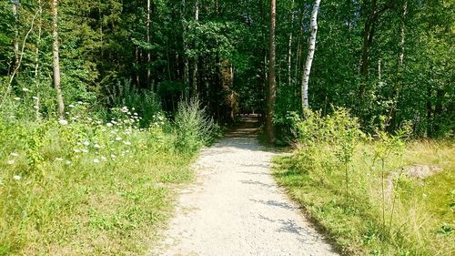 Road amidst trees in forest