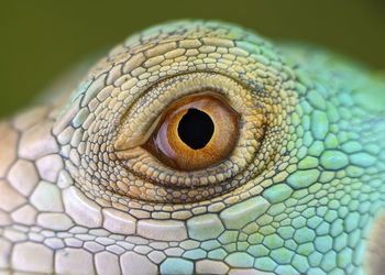 Macro shot of lizard