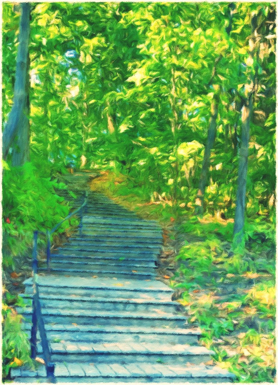 VIEW OF STAIRCASE IN FOREST