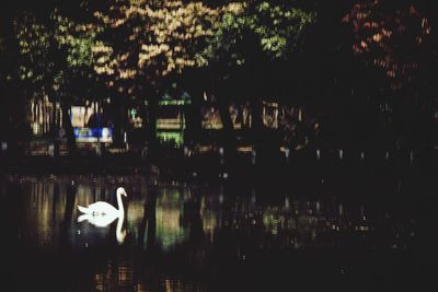 Swan on lake with trees in water
