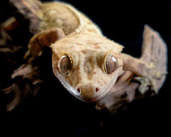 Close-up of lizard