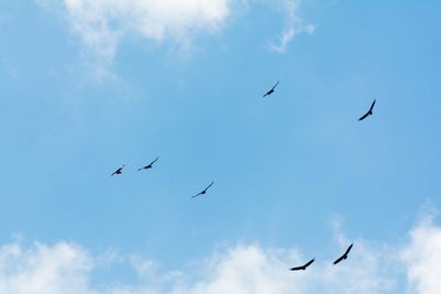 Low angle view of birds flying in sky