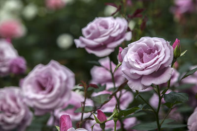 Close-up of purple roses blooming in park