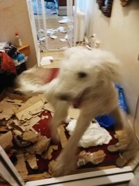 Close-up of dog eating food