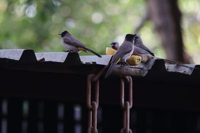 Low angle view of birds perching on wood