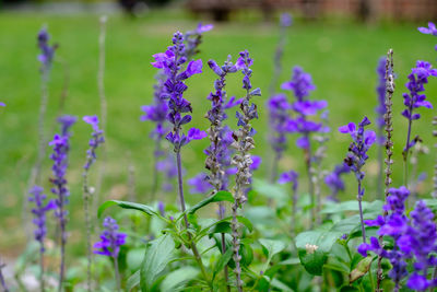 Close-up of purple flowering plants on field