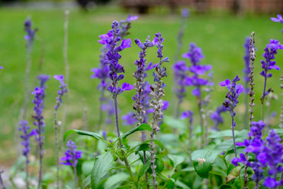 Close-up of purple flowering plants on field