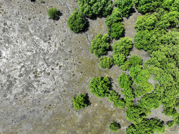 High angle view of trees