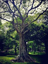 Trees in park