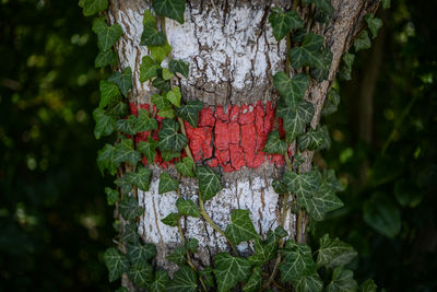 Creepers growing on tree trunk