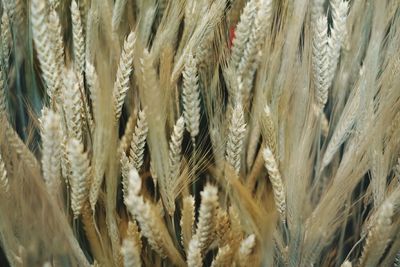 Full frame shot of wheat