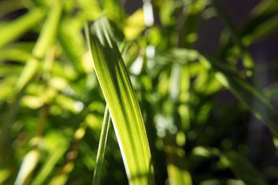 Close-up of fresh green plant