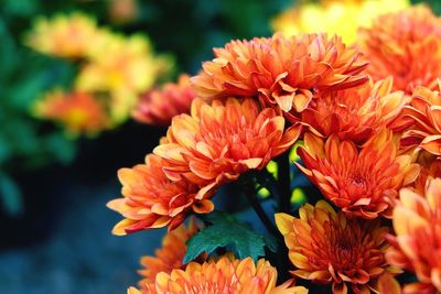 Close-up of orange flower