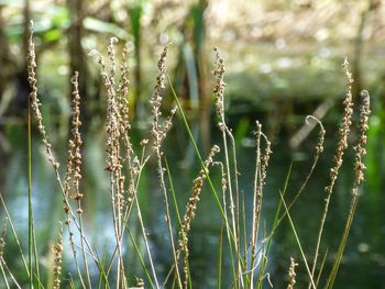 Close-up of plants growing on field