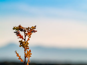 Close-up of orange flowering plant against sky during sunset