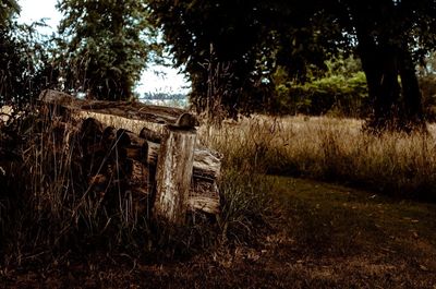 Wooden log on field against trees in forest