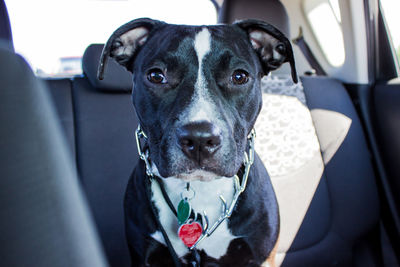 Portrait of dog sitting in car