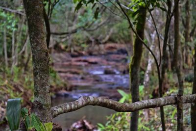 Close-up of tree trunk in forest