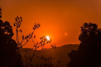 Silhouette trees against orange sky