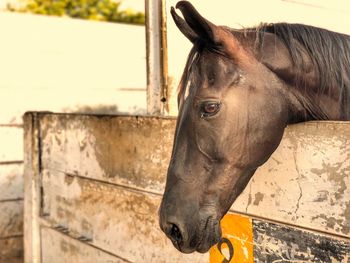 Close-up of horse in stable
