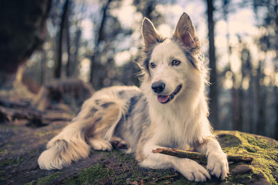 Close-up of dog