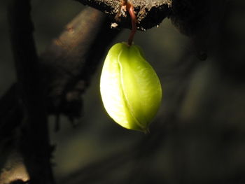 Close-up of tree