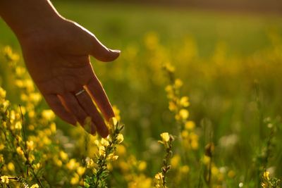 Midsection of person touching flower buds on field