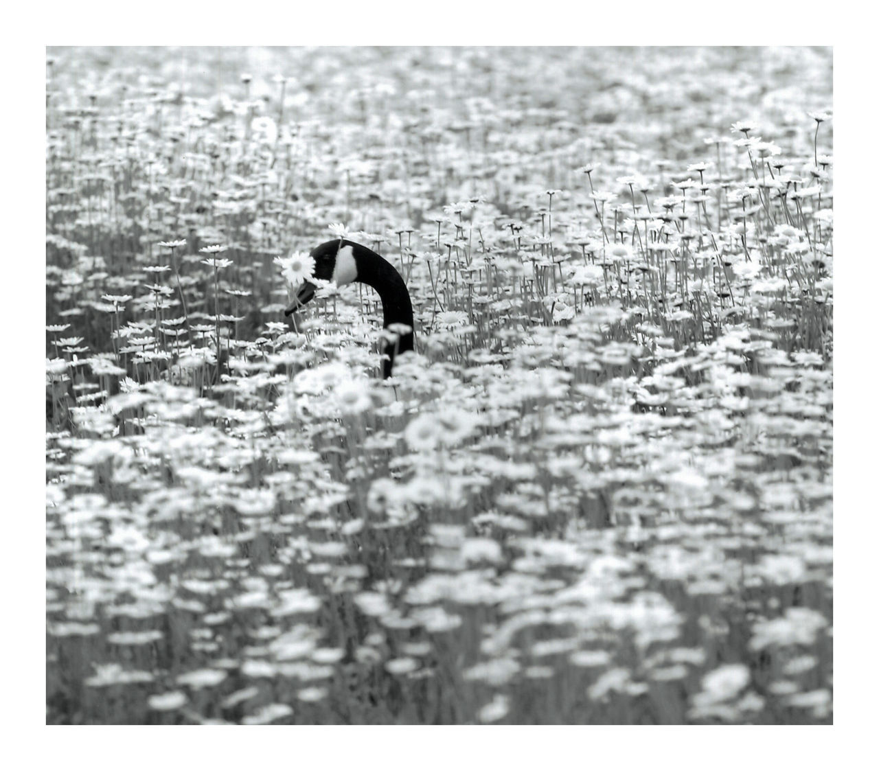 black and white, auto post production filter, transfer print, nature, day, one person, monochrome photography, bird, outdoors, water, text, skiing, animal themes, full length, lifestyles, animal