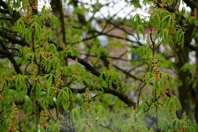 Low angle view of plant