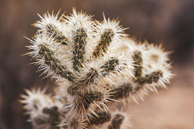 Close-up of wilted cactus