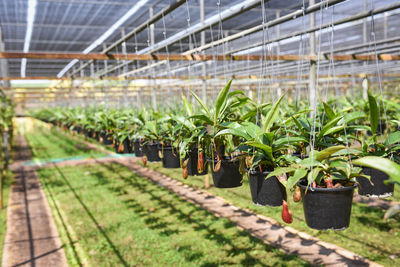 Potted plants in greenhouse