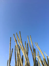 Low angle view of succulent plants against clear blue sky