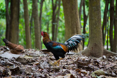 View of birds in forest