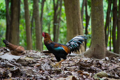 Roosters on leaves covered field