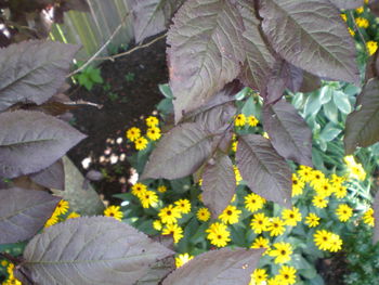 Close-up of yellow flowers