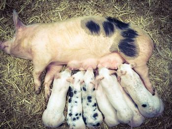 High angle view of piglets drinking milk from pig on field