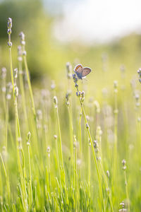 Close-up of bug on plant on field