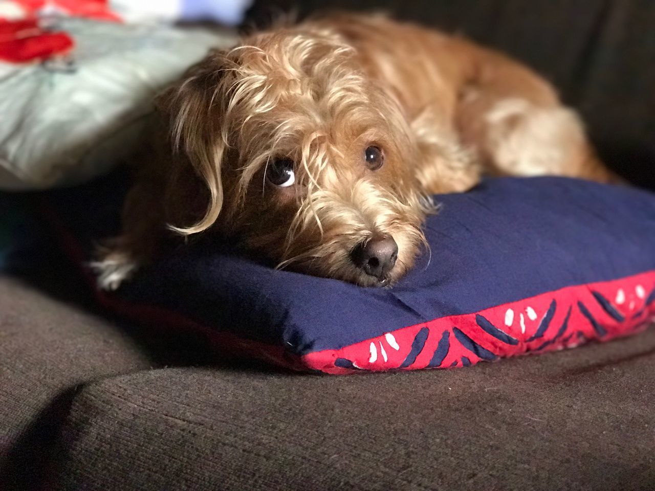 CLOSE-UP PORTRAIT OF PUPPY RELAXING ON BED