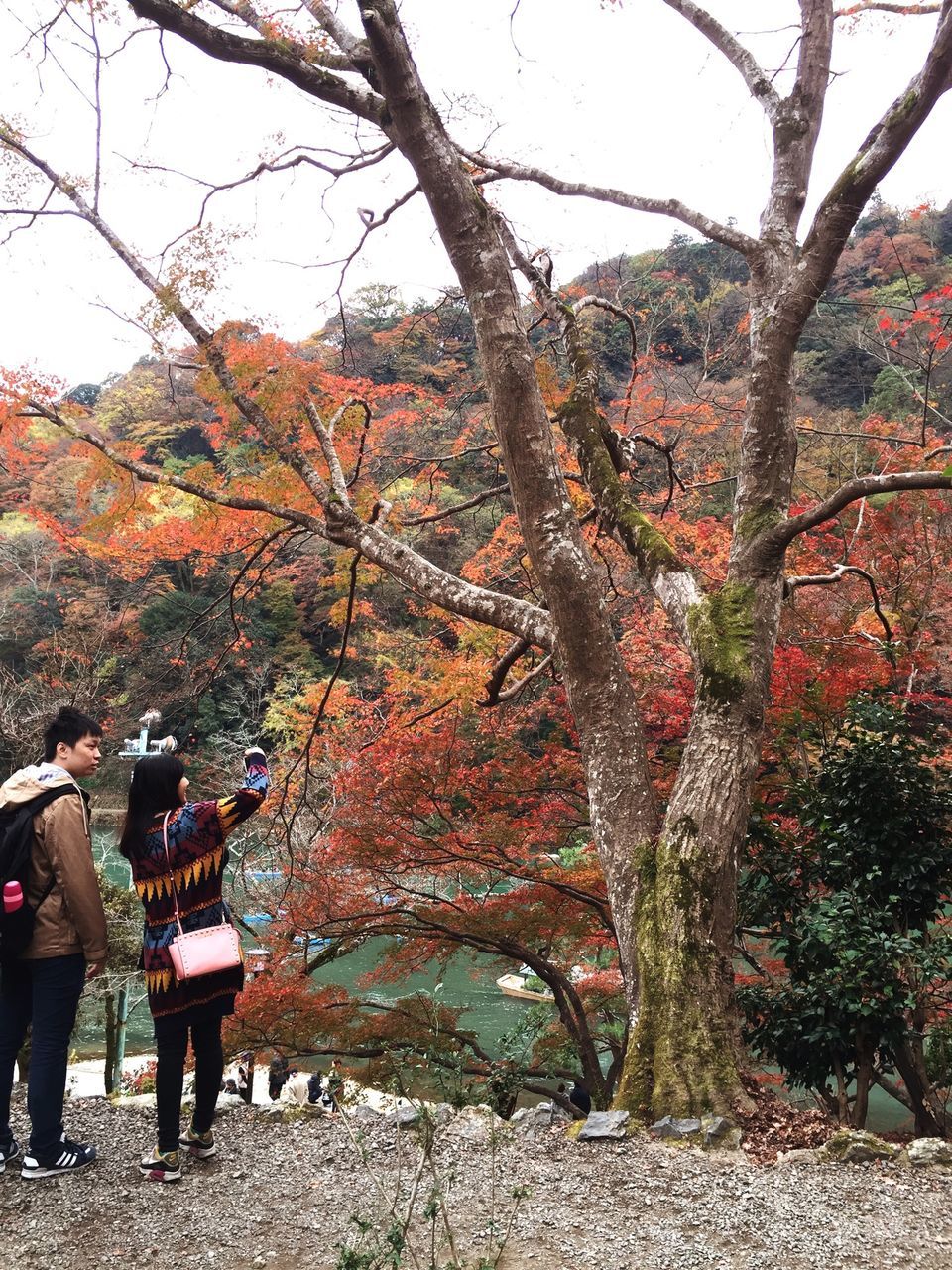 tree, lifestyles, leisure activity, men, person, branch, nature, large group of people, growth, tourist, autumn, vacations, beauty in nature, walking, tranquility, tourism, travel, day