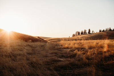 Scenic view of field against clear sky