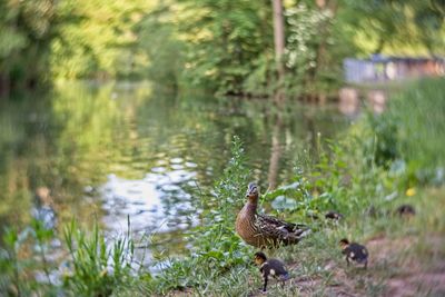 Ducks on a field