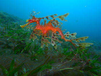 View of fish swimming in sea