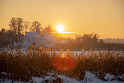 Trees on field against sky during sunset
