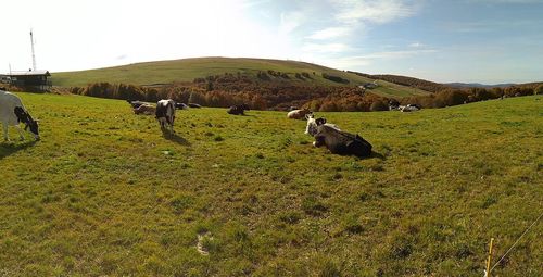 Cows grazing on field against sky