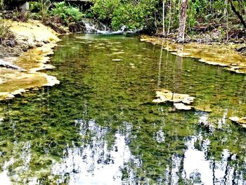 Reflection of trees in water