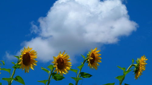 Low angle view of yellow flowering plants against blue sky